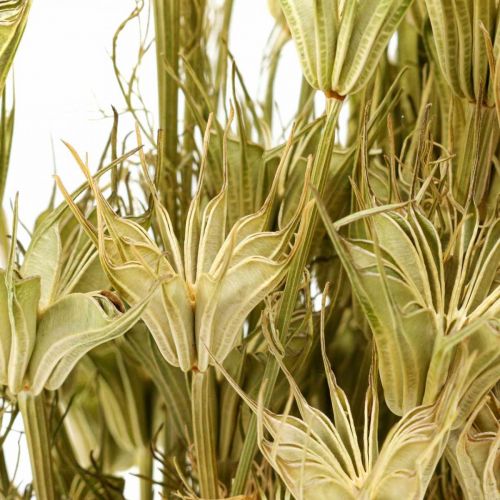 Floristik24 Torkade blommor svart spiskummin dekoration natur Nigella 50cm 75g
