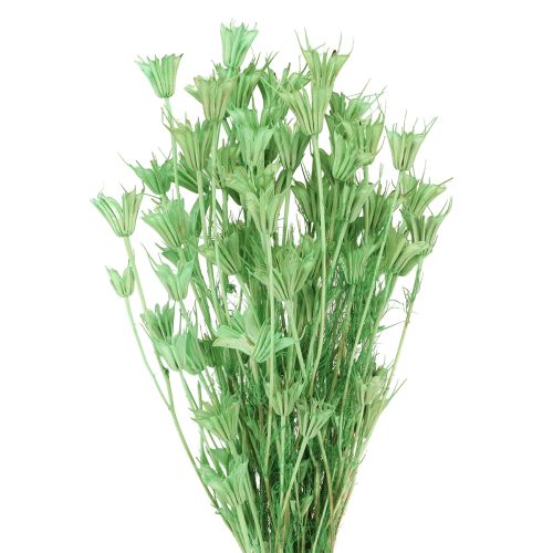 Torkade blommor svart spiskummin grön nigella 50cm 100g