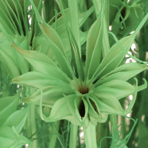 Artikel Torkade blommor svart spiskummin grön nigella 50cm 100g