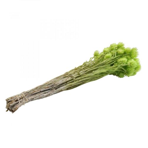 Artikel Torkade blommor keps blommor ljusgröna stråblommor H42cm