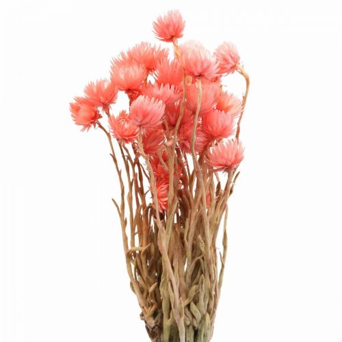 Torkade blommor keps blommor lax halm blommor H42cm