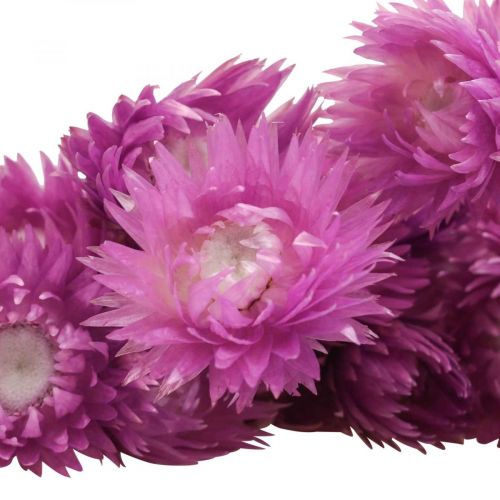 Artikel Torkade blommor Kepsblommor Lila halmblommor H42cm