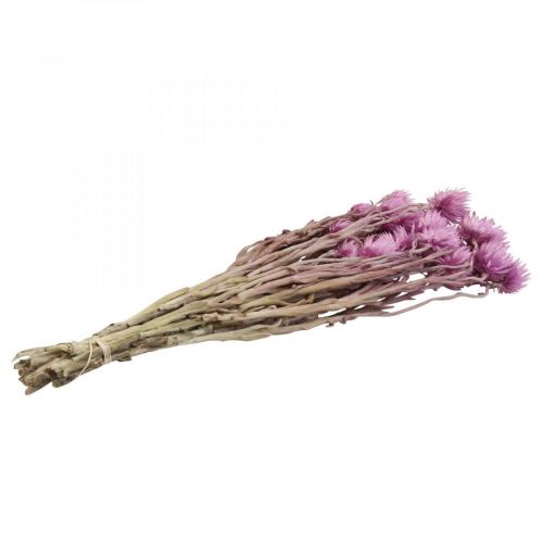 Artikel Torkade blommor Kepsblommor Lila halmblommor H42cm