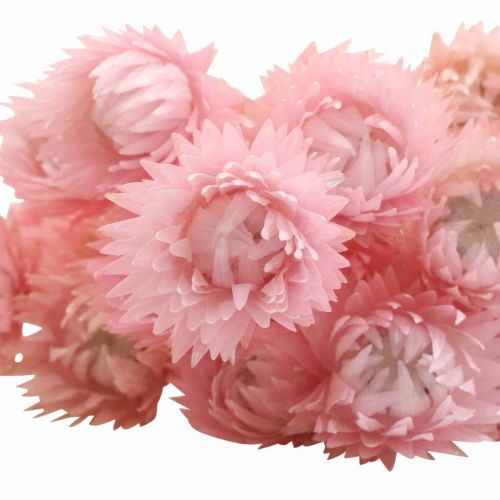 Artikel Torkade blommor keps blommor rosa halmblommor H42cm