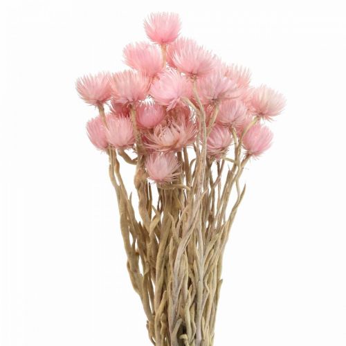 Floristik24 Torkade blommor keps blommor rosa halmblommor H42cm