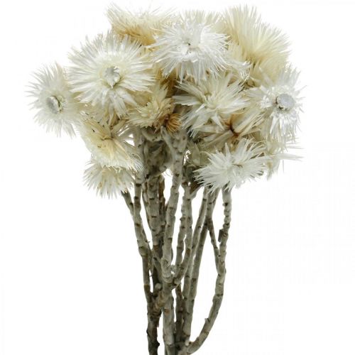 Artikel Torkade blommor keps blommor naturvita, halmblommor, torkad blombukett H33cm