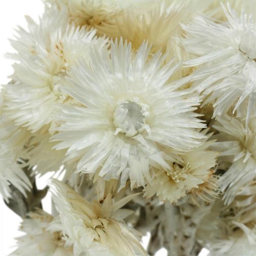 Artikel Torkade blommor keps blommor naturvita, halmblommor, torkad blombukett H33cm