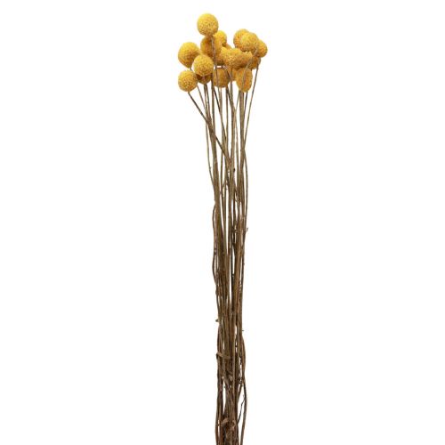 Torkade blommor Craspedia torkad, trumpinnar gula 50cm 20 st