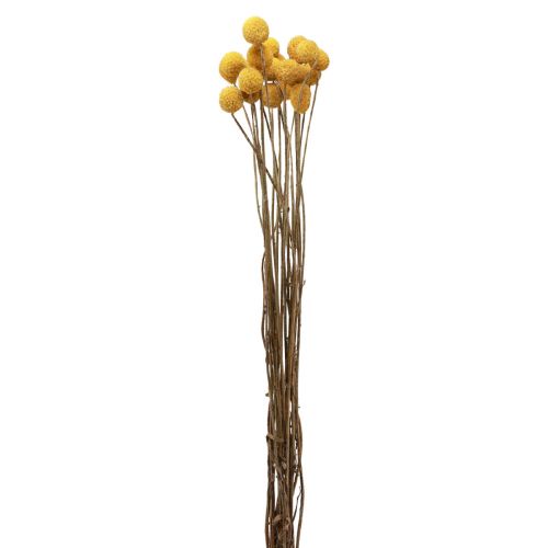 Floristik24 Torkade blommor Craspedia torkad, trumpinnar gula 50cm 20st