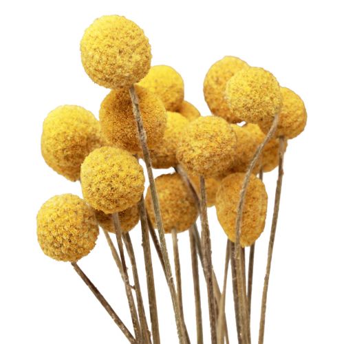 Artikel Torkade blommor Craspedia torkad, trumpinnar gula 50cm 20st