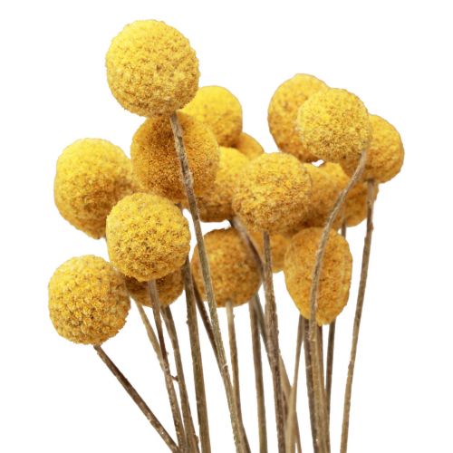 Floristik24 Torkade blommor Craspedia torkad, trumpinnar gula 50cm 20 st