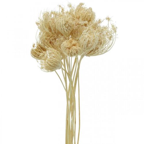 Torkade blommor fänkål blekt gäng