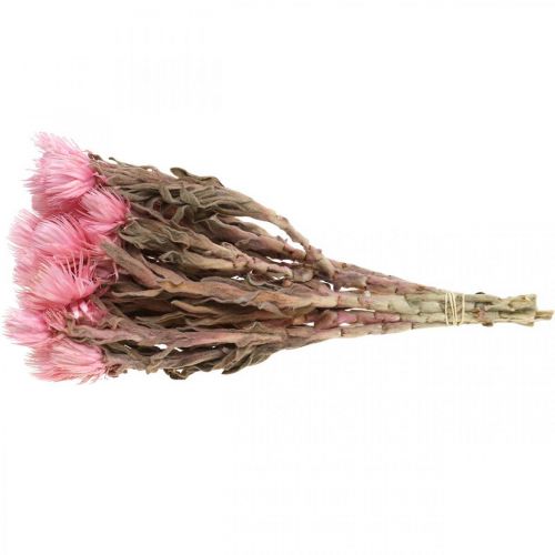 Artikel Torkade blommor Kepsblommor Rosa stråblommor Torra blommor H30cm