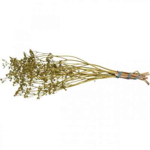 Artikel Torkade blommor äkta kummin grön dekoration 55cm knippe om 5 st