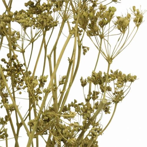 Artikel Torkade blommor äkta kummin grön dekoration 55cm knippe om 5 st