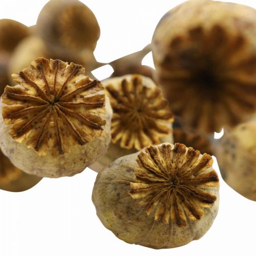 Floristik24 Torkad blommavallmo kapsel gul papaver deco vallmo 75g