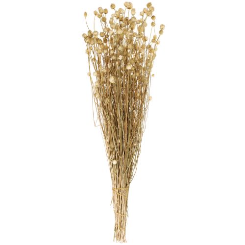 Floristik24 Torkade blommor naturlig torr tistel jordgubbstistel 60cm 100g