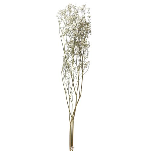 Floristik24 Torkade blommor Gypsophila Gypsophila Vit 58cm 7g