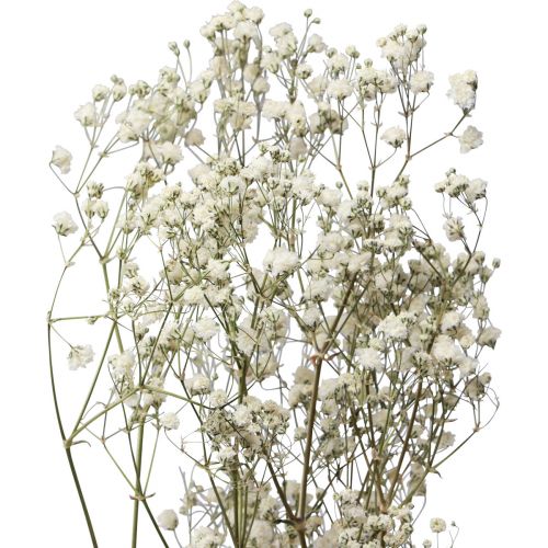 Floristik24 Torkade blommor Gypsophila Gypsophila Vit 58cm 7g
