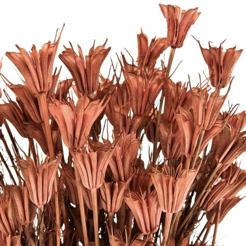 Floristik24 Torkade blommor svart spiskummin dekoration rödbrun Nigella 40cm 100g