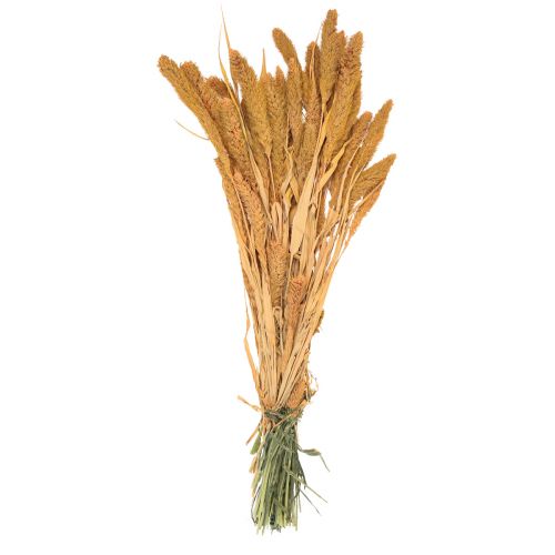 Artikel Torkade blommor, Setaria Pumila, borst hirs apelsin 72cm 225g