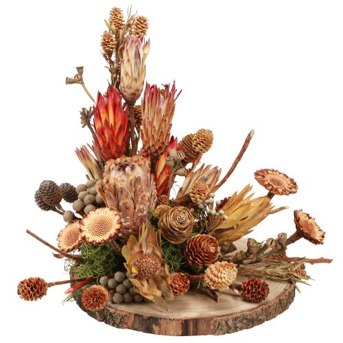 Artikel Torrdekoration exotiska proteakottar Bellgum L24–48cm 580g