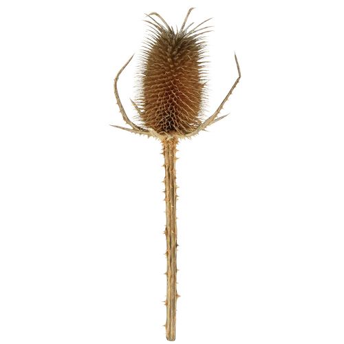 Floristik24 Torr dekoration kort tistel vild kardon natur 1kg