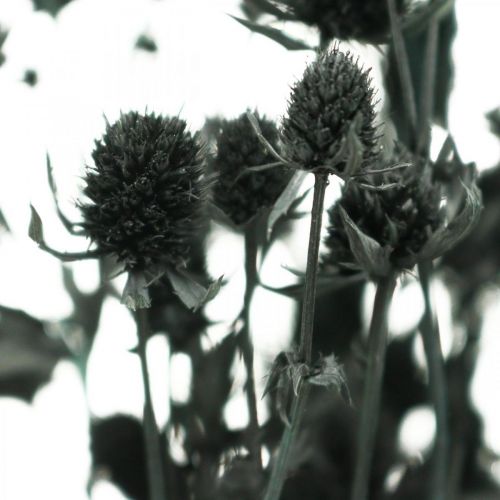 Floristik24 Dry Thistle Svart Strawberry Thistle Torkade Blommor 100g
