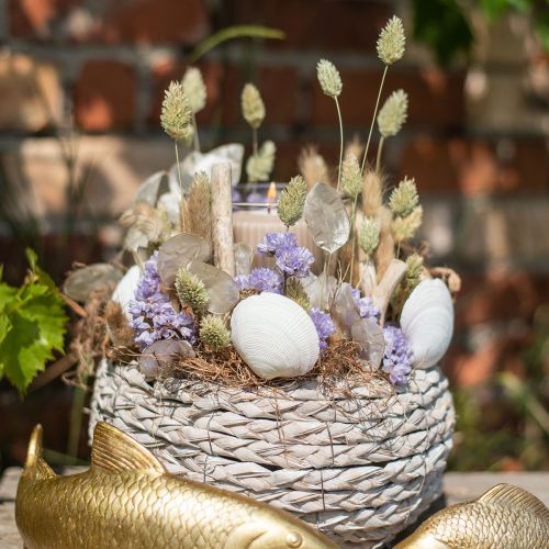 Floristik24 Torkade gräs Phalaris torkad torr floristisk natur 55cm 80g
