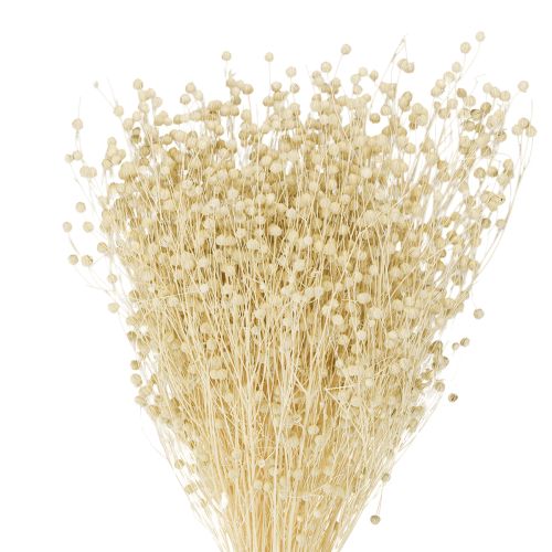 Floristik24 Torkat gräslin torkat naturligt blekt 50-55 cm 180 g