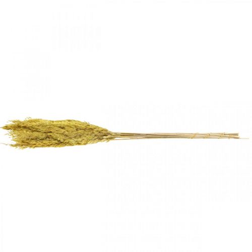 Artikel Torr grässtarr dekoration torkad gul 70cm 10 st