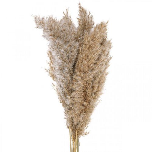 Floristik24 Torrgrässivtorkat dekorativt gräs naturell 70cm 10 st