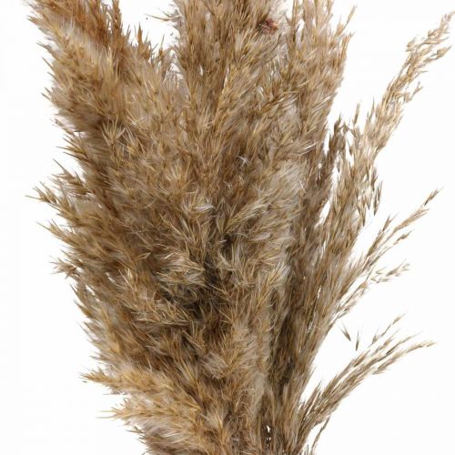 Floristik24 Torrgrässivtorkat dekorativt gräs naturell 70cm 10 st