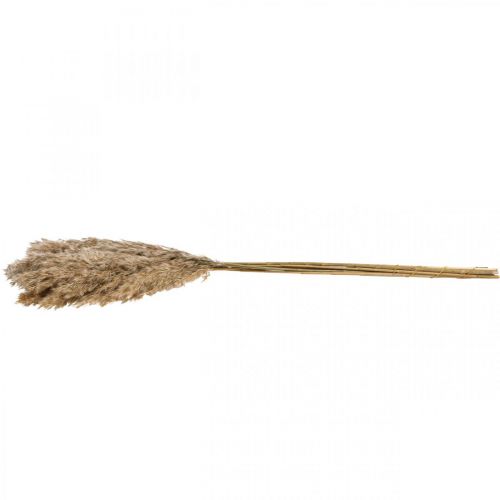 Floristik24 Torrgrässivtorkat dekorativt gräs naturell 70cm 10 st
