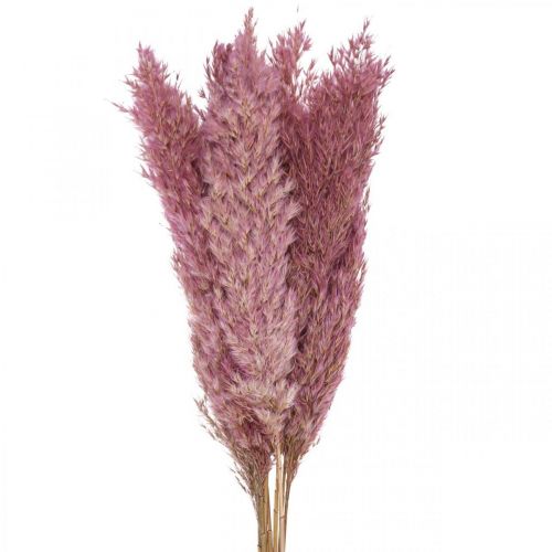 Floristik24 Torkat gräs Sädgräs torkat dekorativt gräs rosa 70cm 10 st