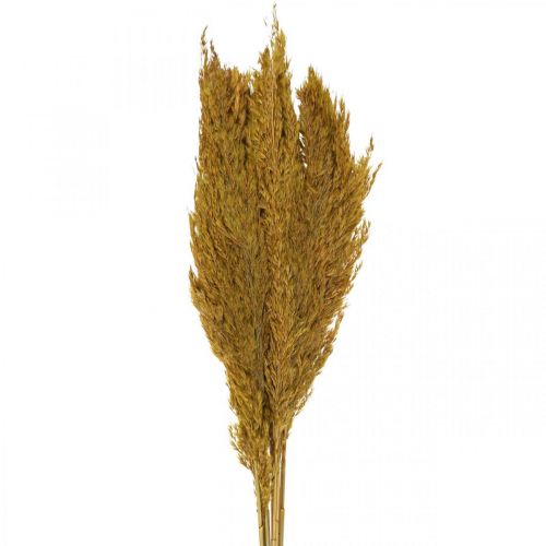 Artikel Torrgrässivtorkat olivgrönt dekorativt gräs 70cm 10 st