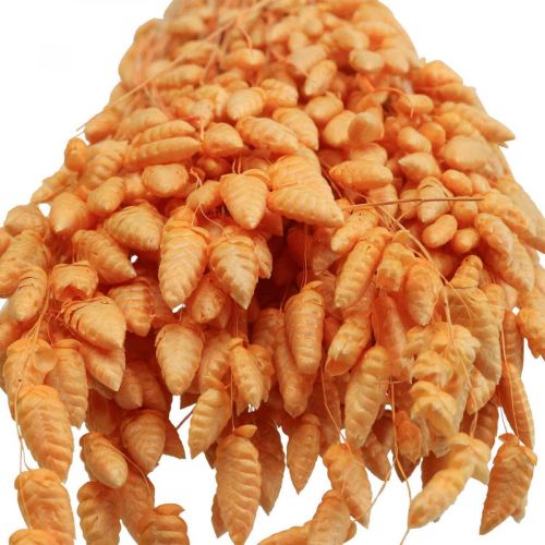 Floristik24 Torr bukett quaking grass Aprikos Briza prydnadsgräs 55cm 50g