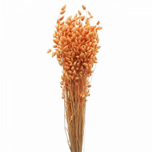 Floristik24 Torr bukett quaking grass Aprikos Briza prydnadsgräs 55cm 50g