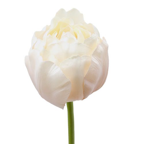 Floristik24 Tulpan vit-rosa 86cm 3st