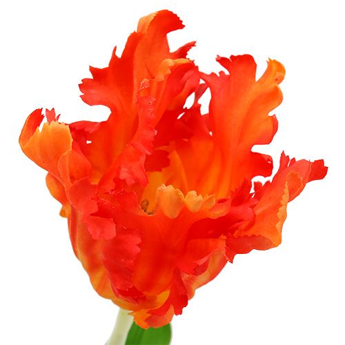 Floristik24 Tulpan orange 70cm