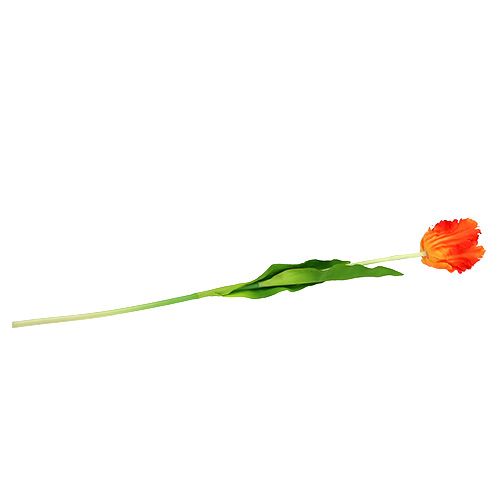 Floristik24 Tulpan orange 70cm