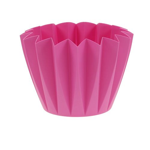 Floristik24 Repot Adonis Azalea 14cm 20 st