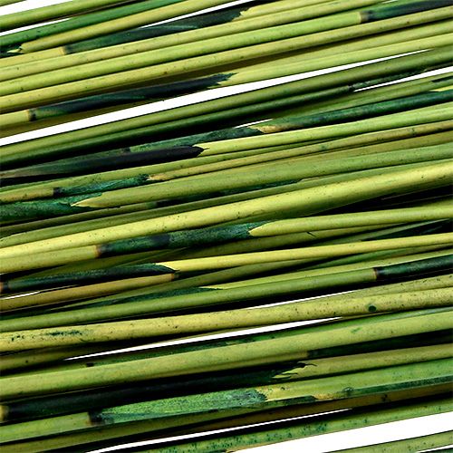 Floristik24 Vlei Reed 400g mörkgrön