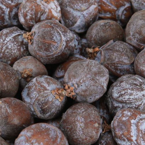 Floristik24 Enbärskottar Syrisk enbär naturell Ø1,5–2,5cm 1kg
