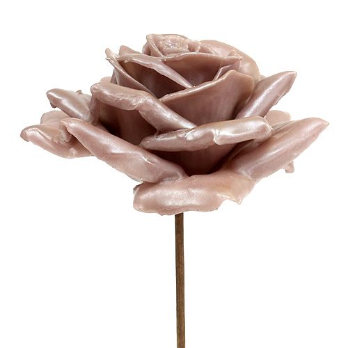 Floristik24 Vaxrosa champagnemix Ø10cm 6 st