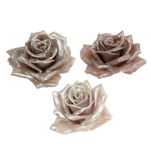 Floristik24 Vaxrosa champagnemix Ø10cm 6 st