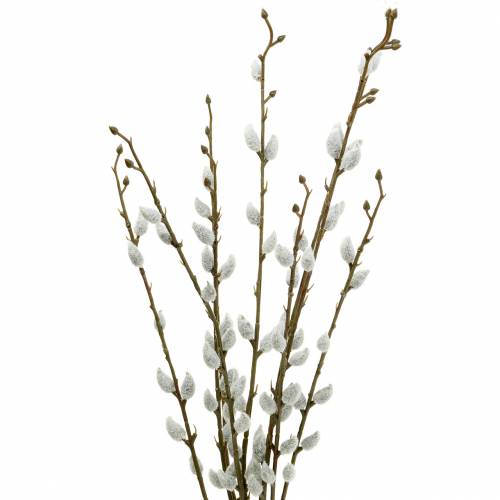 Floristik24 Pussy pil knippe L54cm 3st