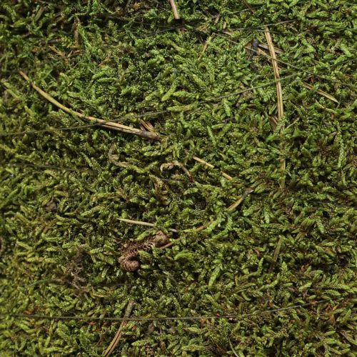 Artikel Julgran mossgran dekoration i grön natur Ø25cm H70cm