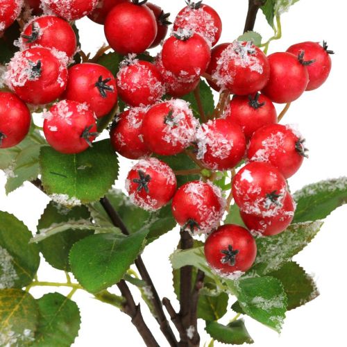 Artikel Julkvistar med röda bär, vinterdekoration, harpbärsröd insnöad L58cm