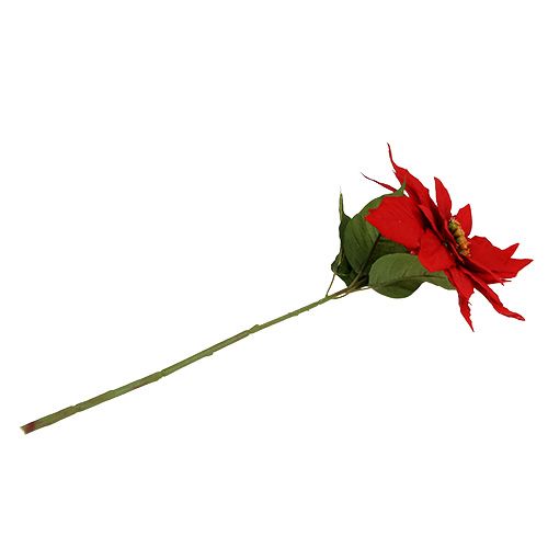 Floristik24 Julstjärna röd 57cm 1st